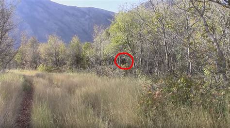 Grouse Hunters Encounter Bigfoot In Utah