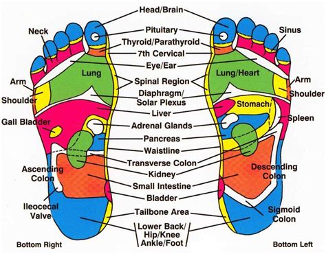 Reflexology Chart For Back Pain