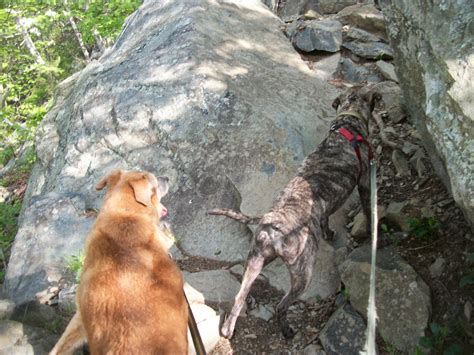 Peaceful Dog Remembering Mom In White Oak Canyon