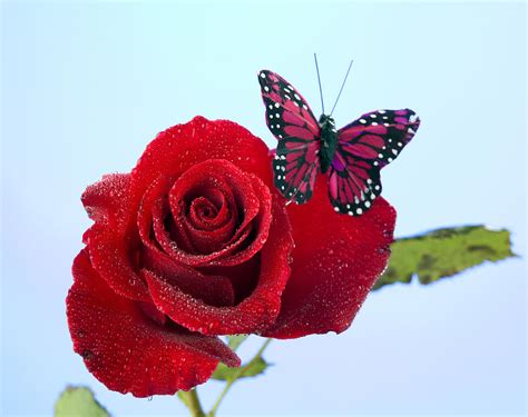 Rose Red Butterfly Isolated On Blue Photograph By M K Miller Fine Art