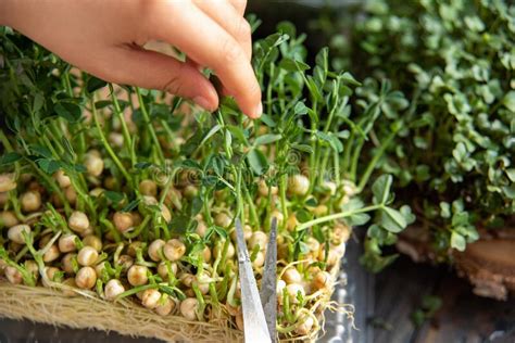 Fond De Feuillage Microvert Feuille De Pois L Gumes Germ S Partir