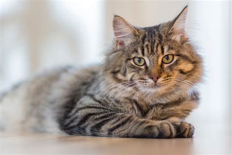 Common Cat Skin Conditions And How To Treat Them Fauna Care
