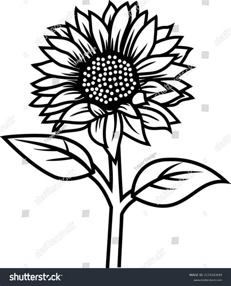 14 306 Sunflower Black White Graphic Images Stock Photos Vectors