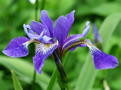Flower Blue Iris · Free Photo On Pixabay