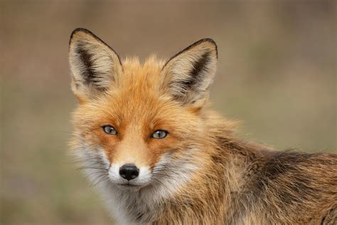 How Do Foxes Help With Monitoring Ecosystem Health The Wolf Center