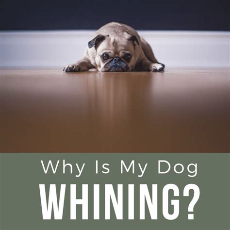 How Do You Get A Dog To Stop Whining Pethelpful