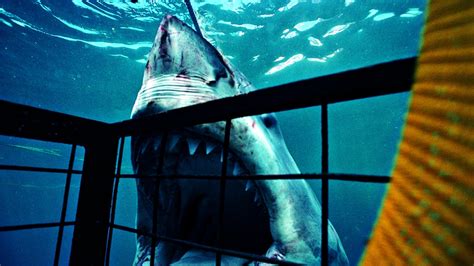 Shark Week Countdown Jaw Dropping New Exhibit And Full Air Date