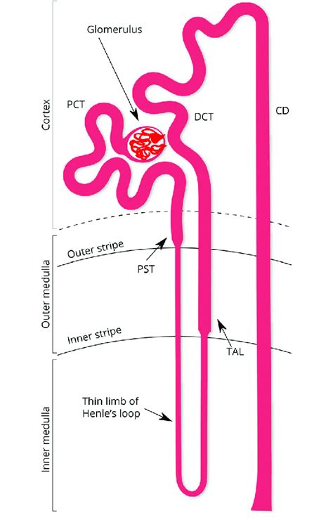 Labeled Kidney Nephron Loop Model