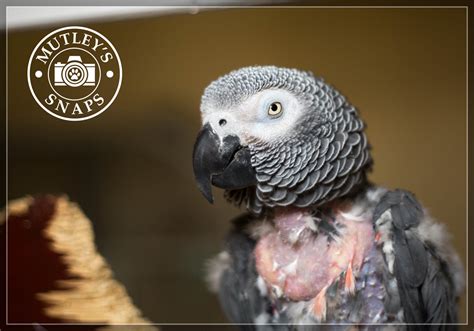 Roy The Depressed Parrot Mutleys Snaps Pet Photography