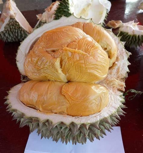 Durian duri hitam/ochee tahun ke 4 setelah ditanam sudah berbuah yg ke 2 walau musim kemarau panjang daun kelihatan. Berita TV Malaysia: Benih duri Hitam D200 ready stock