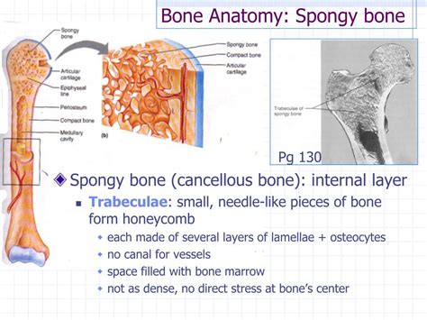 Spongy Bone Anatomy