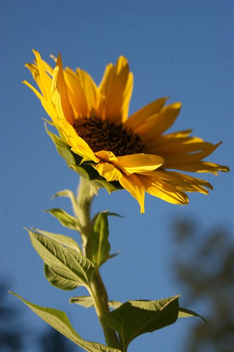 Sunflower Yellow Flower Free Photo On Pixabay Pixabay