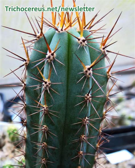 Trichocereus Macrogonus Echinopsis Macrogona Archive Page San Pedro