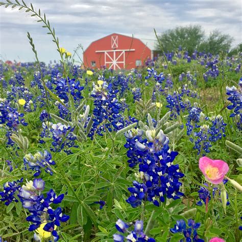 Where To Take Pictures Of Bluebonnets In Texas Its Not Hou Its Me