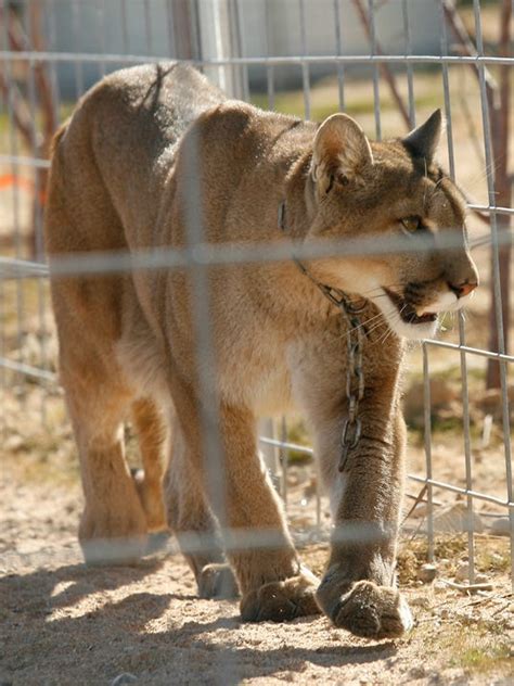 Cougar Dies After Wandering Onto Mall Lot