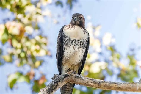 Hawks In Oklahoma 8 Species With Pictures Wild Bird World