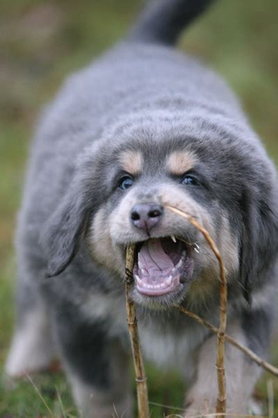 Zodd The Tibetan Mastiff