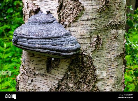 Bracket Or Shelf Fungi Growing On A Tree Branch These Are Also Known As
