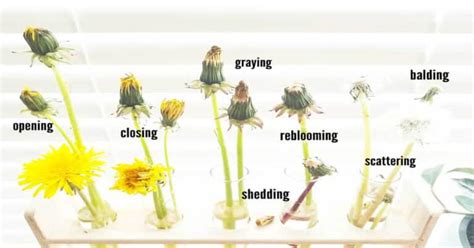 Dandelion Life Cycle Stages And Interesting Facts You Didnt Know