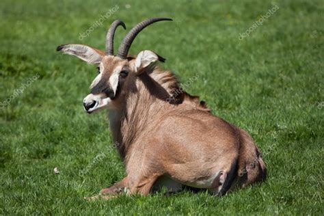 Roan Antelope Hippotragus Equinus Stock Photo By ©wrangel 108388790