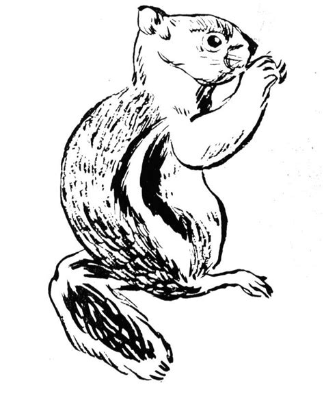 The ultimate christmas coloring pages for kids: Free Chipmunk Coloring Pages