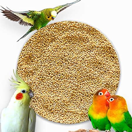 Buy Big Kangni Seed For Bird Food White Gm Daily Use Clean