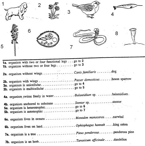 Dichotomous Key Worksheets Answers