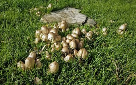 Why are lawn mushrooms growing in my yard? Are they good or bad? gambar png