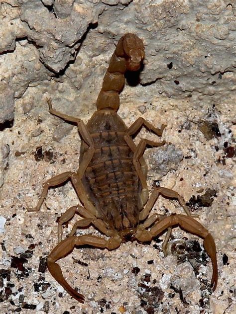 Leiurus Quinquestriatus Scorpion Scorpio Insects