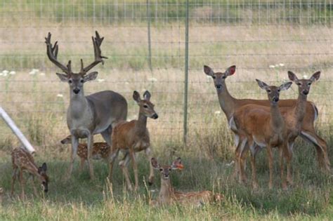 Whitetail Deer Farms