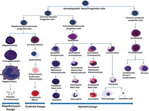 Promyelocyte Lineage