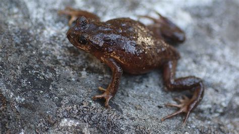 New Frogs And Pandas Genetic Science And Conservation In The Himalayas