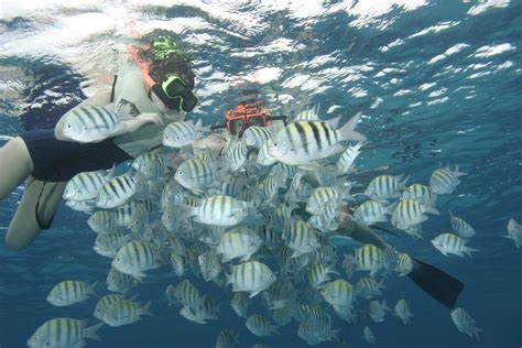 Nassau Ultimate Snorkeling Fish Bahamas Cruise Excursions