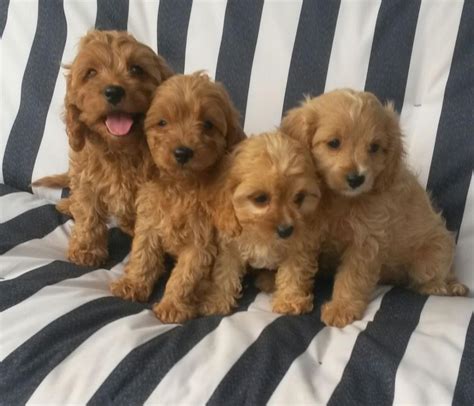In addition to our cavapoo and cavapoochon puppies on this website, we also recommend cavachons by design founded by yvonne hanna. Cavapoo Puppies For Sale | Minneapolis, MN #154212