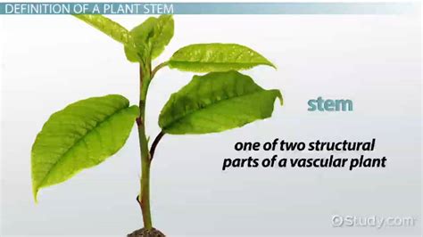 The Plant Stem Function Types And Parts Video And Lesson Transcript