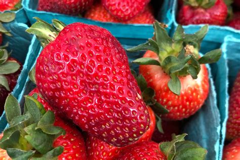 Read To Get All Kinds Of Information About Oregon Grown Strawberries