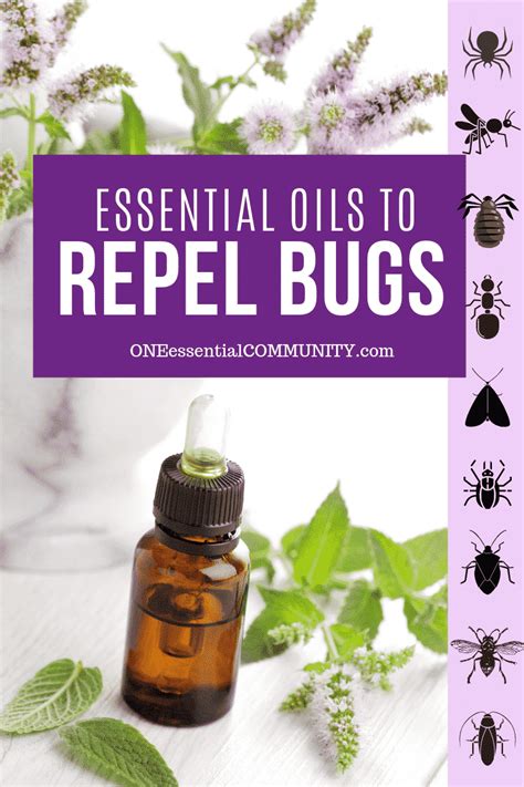 Top 10 Essential Oils That Repel Bugs Bug Spray Recipe