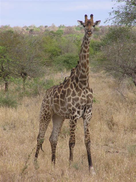 Southern Giraffe Wikipedia