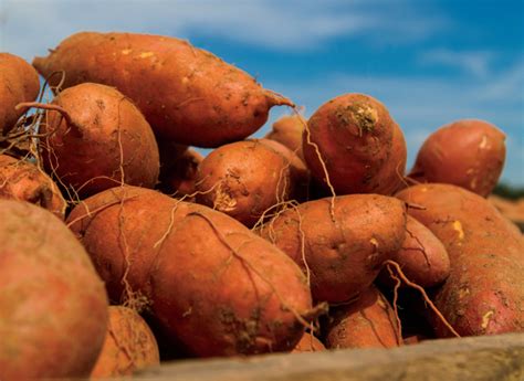 mississippi sweet potatoes farm flavor