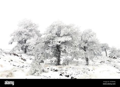Beautiful Winter Landscape With Snow Covered Trees Stock Photo Alamy