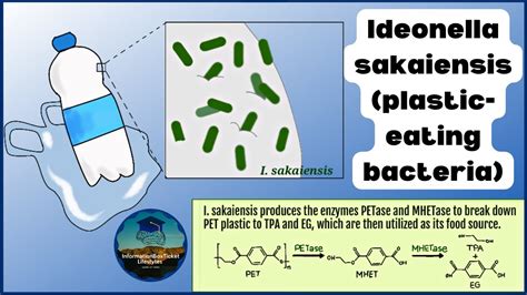 Ideonella Sakaiensis Plastic Eating Bacteria That Can Help Fight