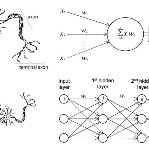 a biological neuron in comparison to an artificial neural network a download scientific