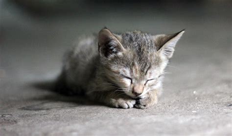 Cute Kitty Cat : Public Domain Pictures