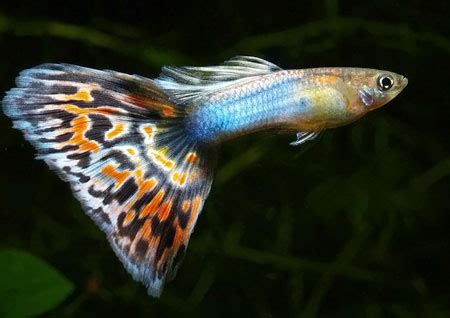We did not find results for: MY LIFE: Colored and Beautiful Fish - Guppy