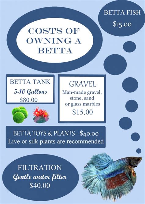 The Cost Of Setting Up And Caring For A Betta Fish Fish Care