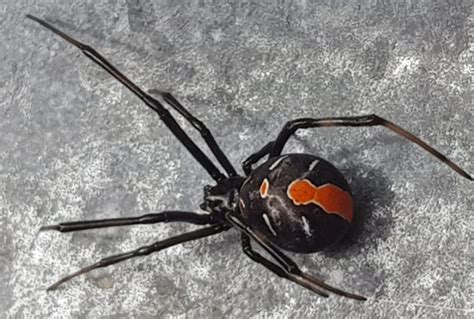 Redback Spider The Australian Black Widow Latrodectus Hasselti