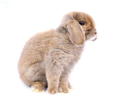 French Lop Rabbits French Lop For Sale Rabbit Breeds