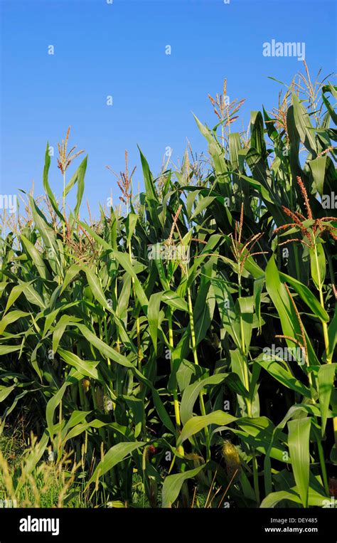 Maize Zea Mays Flowering North Rhine Westphalia Stock Photo Alamy