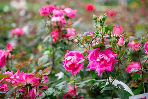 Shrub Rose Landscape Rose Petitti Garden Centers