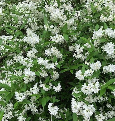 Flowering Bushes For Shade In Georgia 8 Best Fast Growing Evergreen